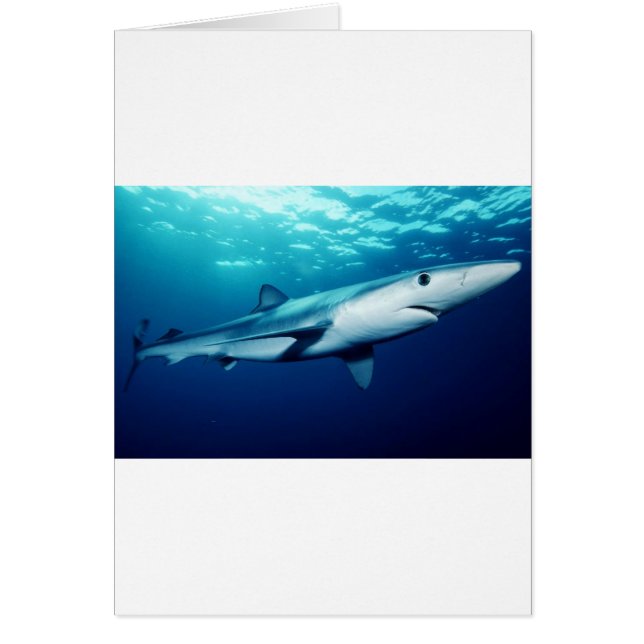 Blåhaj Hälsningskort (Framsidan)