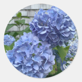 Blåhaj (Hydrangea macrophylla) Runt Klistermärke