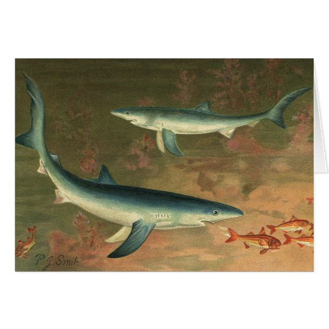 Blåhajar som äter fisk, gammalt marint liv hälsningskort (Framsidan Horizontal)