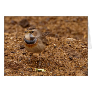 Blåhals, Blaukehlchen, Luscinia svecica Hälsningskort