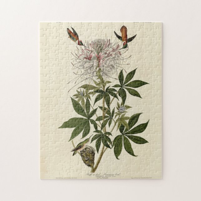 Blåhalsfågel, Audubon Birds of America Pussel (Vertikal)