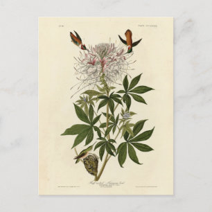 Blåhalsfågel, Audubon Birds of America Vykort