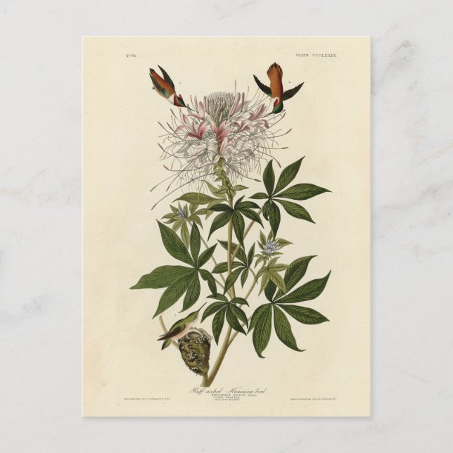Blåhalsfågel, Audubon Birds of America Vykort (Framsida)