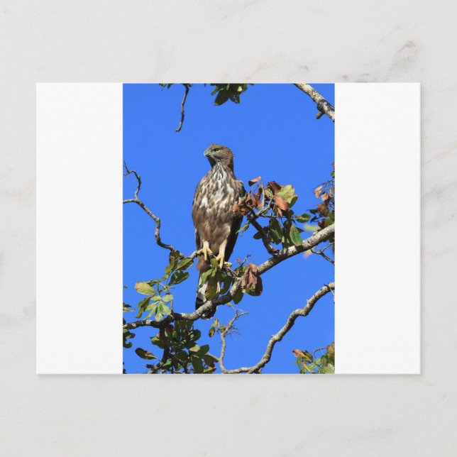 Blåhare Eagle i Sri Lanka Vykort (Framsida)