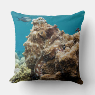 Blåhavsbläckfisk, korallrev kudde