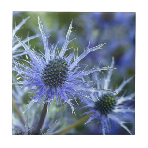 Blåhavsbottnen Thistle Kakelplatta