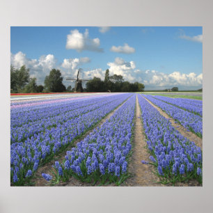 Blåhyacinter i Fält Holland Poster