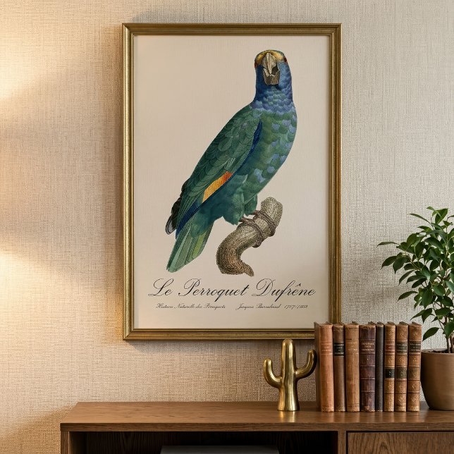 Blåkindad amazon, Amazona dufresniana Fototryck (Blue-Cheeked Amazon Parrot, Amazona dufresniana. Photo Print)