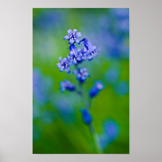 Blåklocka blomma Poster (Framsidan)