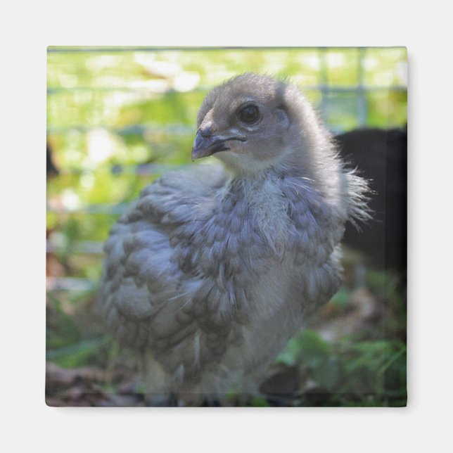 Blåklocka Magnet (Framsidan)