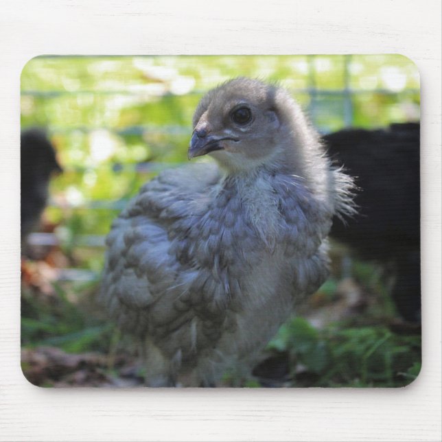 Blåklocka Musmatta (Framsidan)