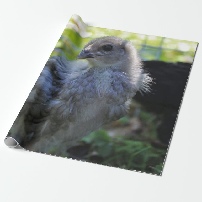 Blåklocka Presentpapper (Utrullad)