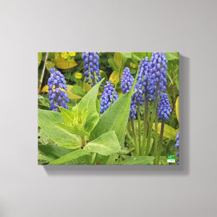Blåklockan blommar konstfototrycket på kanfas canvastryck