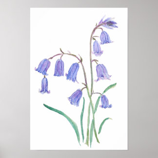 blåklockor blommor   akvarell blommor  poster