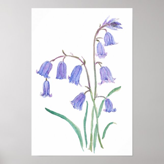 blåklockor blommor   akvarell blommor  poster (Framsidan)