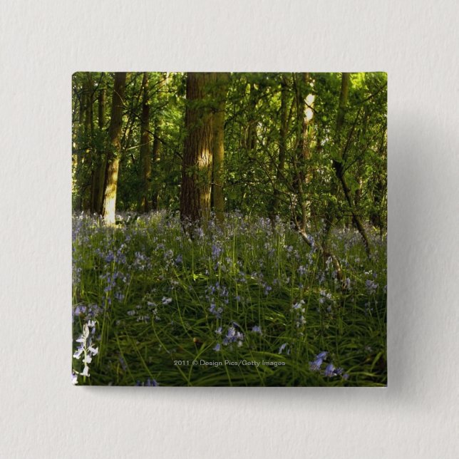 Blåklockor i en skog knapp (Framsida)