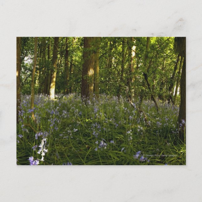 Blåklockor I En Skog Vykort (Framsida)