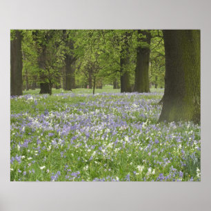 Blåklockor och ekar på våren, Little Hagley Poster