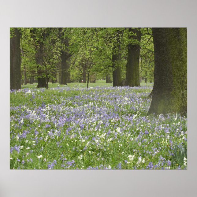 Blåklockor och ekar på våren, Little Hagley Poster (Framsidan)