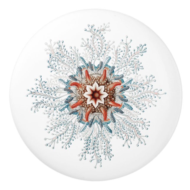 Blåknappars havskräfta knopp (Framsidan)