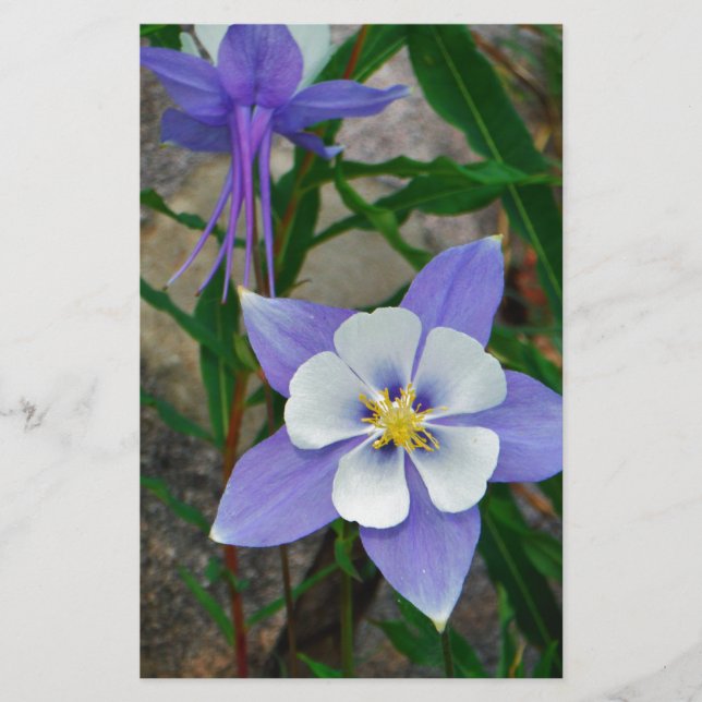 Blåkolumin (Framsida)