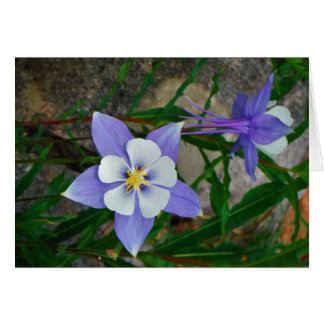 Blåkolumin Hälsningskort