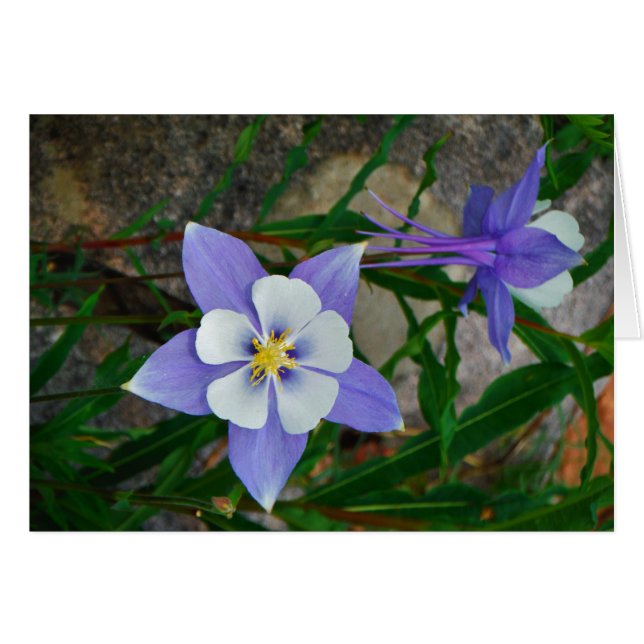 Blåkolumin Hälsningskort (Framsidan Horizontal)