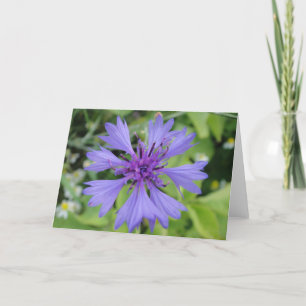 Blåkornblomma från Hälsning karta, med blankprov Kort