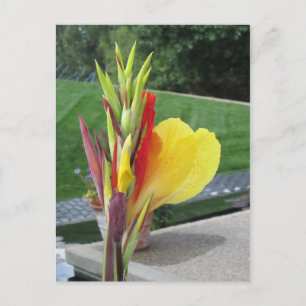 Blåkort för flera färger i Cannas Vykort