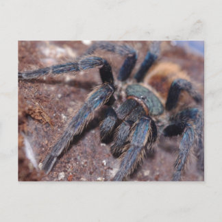 Blåkort för grönt Flaska Vykort