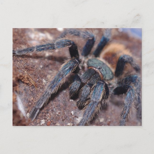 Blåkort för grönt Flaska Vykort (Framsida)