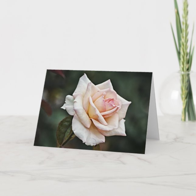 Blåkort i Rosa ros Kort (Framsida)