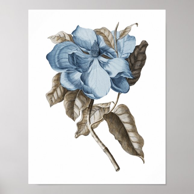 Blåmagnolia, botaniskt, traditionellt väggdäck poster (Framsidan)