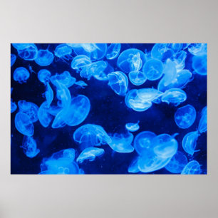 Blåmaneter under vatten poster