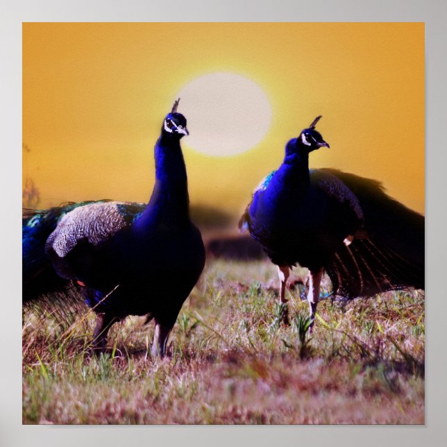 Blåmås Poster (Framsidan)