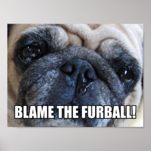 BLAME FURBALL! ALLERGY MEME POSTER