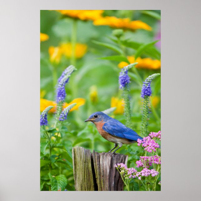 Blåmeshanne på staketstolpe i blomsterträdgård poster (Framsidan)