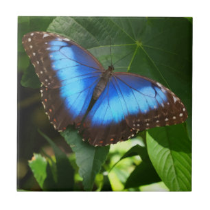 Blåmorfo Butterfly Kakelplatta