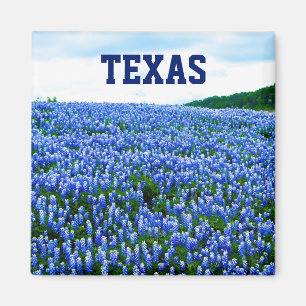 Blånät Blåa blommor Texas Texan Blommigt Magnet