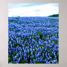 Blånät Blåa blommor Texas Texan Blommigt Poster