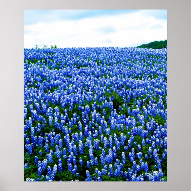 Blånät Blåa blommor Texas Texan Blommigt Poster (Framsidan)