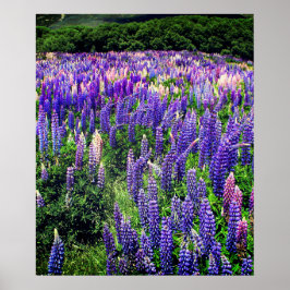 Blånät Blåa blommor Texas Texan Blommigt Poster