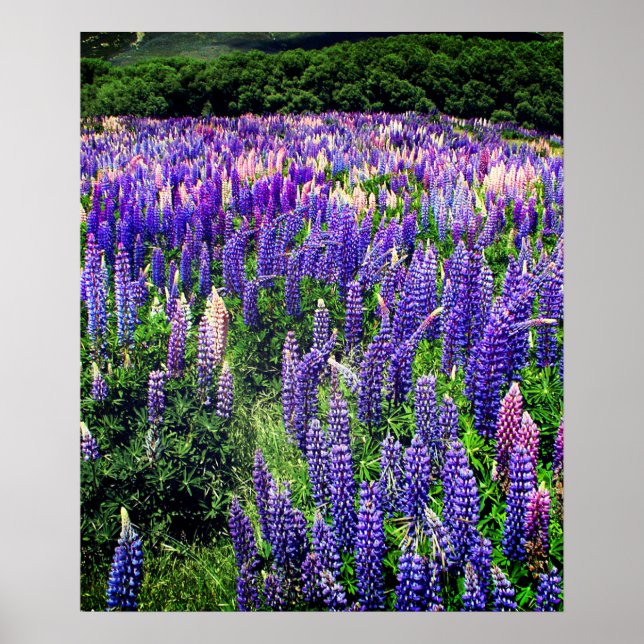 Blånät Blåa blommor Texas Texan Blommigt Poster (Framsidan)