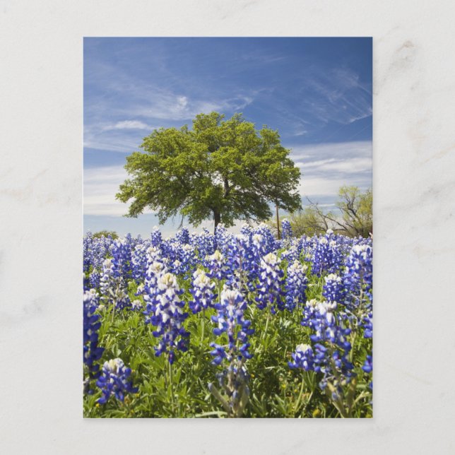 Blånät (lupinus texensis) och ek vykort (Framsida)