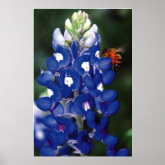 blånät med bin poster