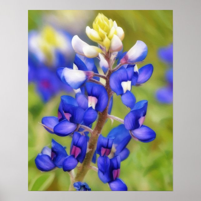 Blånät Texas Flower Close Wildblomma Poster (Framsidan)