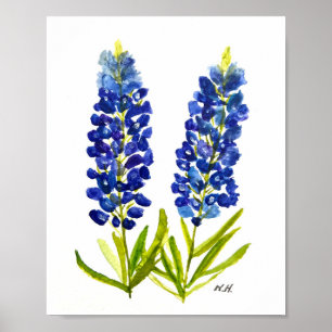 Blånät Texas State Flowers Lupine Watercolor Poster