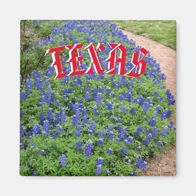 Blånätsmagnet i Texas Magnet (Framsidan)