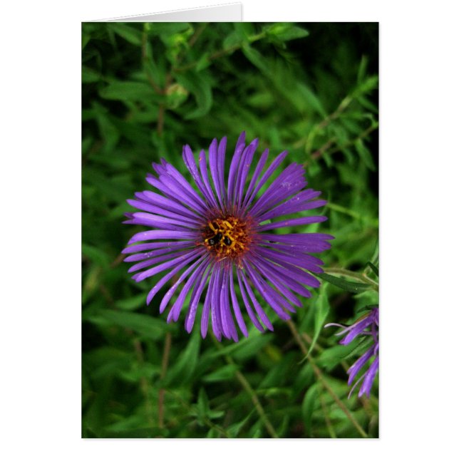 Blanblå blomma hälsningskort (Framsidan)