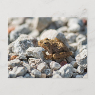 Blanchards Cricket Frog Vykort